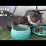 甘えられてごはんが進まないカワウソが可愛すぎた　Otter Blocks Partner from Eating with Cute Cuddles(YouTube)