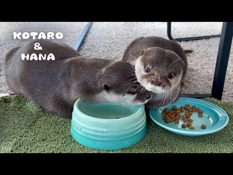 甘えられてごはんが進まないカワウソが可愛すぎた　Otter Blocks Partner from Eating with Cute Cuddles(YouTube)