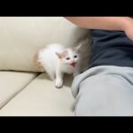 保護して懸命にお世話してあげてた子猫がとある理由でシャーシャー猫に戻ってしまいました…(YouTube)