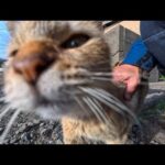 廃墟島のアパートに集まった猫たちをナデナデ…静かな島に優しい時間が流れる(YouTube)