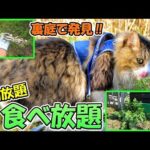 まさかわが家の裏庭で‥これからは猫たちのお散歩へ行く度に食費が浮いて家計も大助かりです😊🌱【夢の野草園】(YouTube)