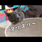 ストレス溜まりがちな猫たちにまたたび使ってみたら…！(YouTube)