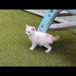 ビビりな子猫を生まれて初めて庭に出してみたら予想外のとんでもない展開になってしまいました…(YouTube)
