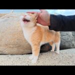 「帰らないで～」と鳴きながら船までついてくる茶シロ猫(YouTube)