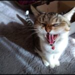 【猫動画】クリスマス前の最高のニャンコ動画！〜にゃんともパレード〜#猫動画#猫#445(YouTube)