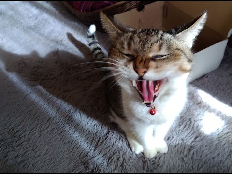 【猫動画】クリスマス前の最高のニャンコ動画！〜にゃんともパレード〜#猫動画#猫#445(YouTube)