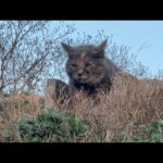 いじめられっ子の猫が遂に怒りました(YouTube)