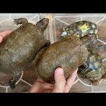 信じられない…夢にまで見た激レアなカメがこの手に!!!!!!!!?【ネルソンハコガメ】(YouTube)