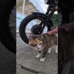 バイクの下から三毛猫ちゃん出てきた(YouTube)