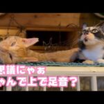 不思議にゃぁ  なんで上で足音するにょ？   2025 12 28 2(YouTube)