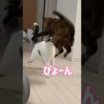 配信中に驚かされるモモちゃん #shorts(YouTube)