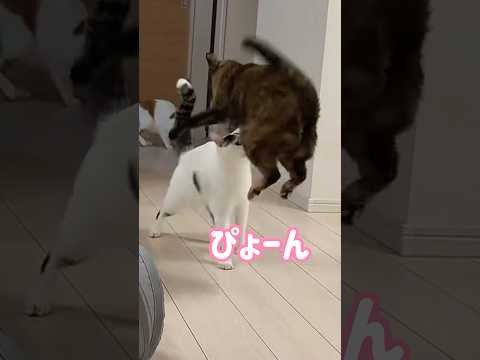 配信中に驚かされるモモちゃん #shorts(YouTube)