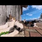 【今週のボツ動画 2025/12/5w】今週撮った未公開猫動画まとめて公開-unreleased video of this week(YouTube)