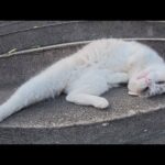 神社でラグドールみたいな猫がニャンニャン鳴きながら出迎えてくれた(YouTube)