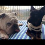 ぶるまるが病弱だった保護犬の「お兄ちゃん」役としてお散歩を教える事になりました…(YouTube)