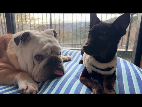 ぶるまるが病弱だった保護犬の「お兄ちゃん」役としてお散歩を教える事になりました…(YouTube)