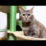 わちゃわちゃする猫たちが可愛すぎて作業ができません(笑)(YouTube)