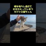 喉を鳴らし過ぎてむせかえってしまうキジシロ猫ちゃん #猫 #ねこ #cat(YouTube)