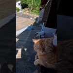 島を一周してフェリー乗り場に戻ってきたら猫達が集まって出迎えてくれた(YouTube)