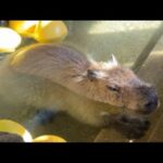 カピバラの露天風呂　capybara bath(YouTube)