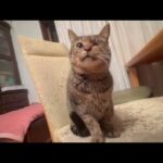 痩せてるからいっぱい食わすしかねぇ(YouTube)