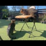 先輩猫に怒られるのが趣味みたいな猫(YouTube)