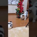 なんか木が追いかけてくるよ(YouTube)