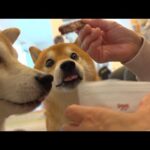 骨折中のママのお見舞いに来た実家の柴犬、クセがすごい(YouTube)