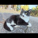 お腹がタプンタプンのチョビ髭ハチワレ猫をモフる(YouTube)