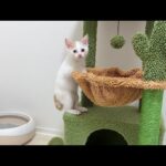 骨折して動けなかった子猫が産まれて初めてジャンプできたら嬉しすぎてこうなっちゃいました…(YouTube)