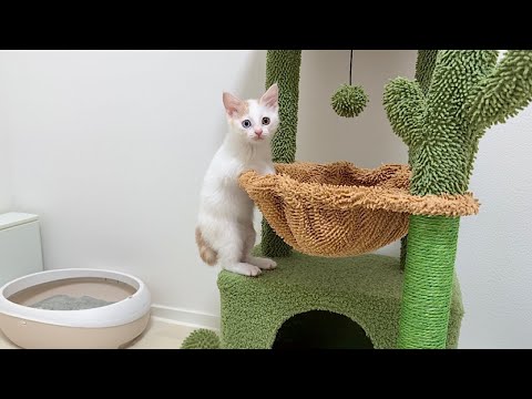骨折して動けなかった子猫が産まれて初めてジャンプできたら嬉しすぎてこうなっちゃいました…(YouTube)