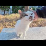 水玉模様の母猫と子供のハチワレ達が人間を待ち伏せしてナデナデをせがむ(YouTube)