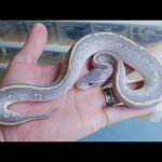 美しすぎる青い幽霊(YouTube)