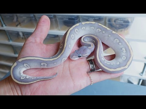 美しすぎる青い幽霊(YouTube)