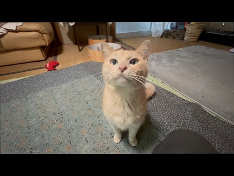 みんなの幸せを願ってメリークリスマス(YouTube)