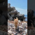 海岸に降りていくと猫が寄ってきました(YouTube)
