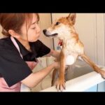 2025年あにまるず総集編(YouTube)