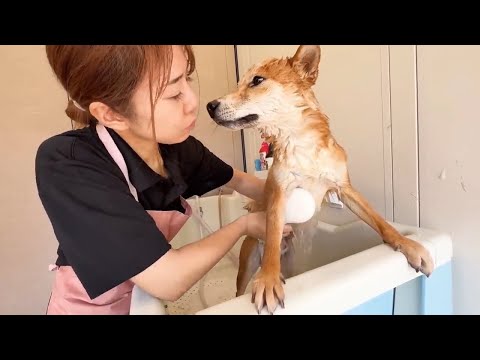 2025年あにまるず総集編(YouTube)