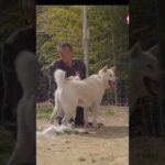 究極のブラッシング　#保護犬 #紀州犬 #ブラッシング(YouTube)