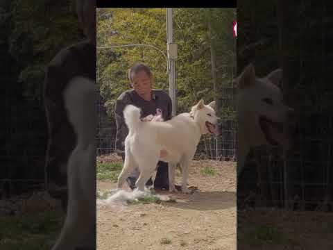 究極のブラッシング　#保護犬 #紀州犬 #ブラッシング(YouTube)