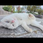 ツンデレな白猫ちゃんがコテンと寝転がってモフらせてくれた(YouTube)