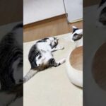 あの状態になると思ったのに・・・(YouTube)