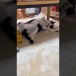 寝ているので、笑わないでください(YouTube)