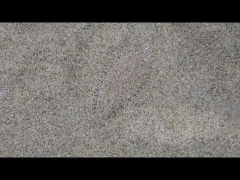 隠れ上手のササウシノシタ：葛西臨海水族園(YouTube)