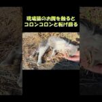 現場猫のお腹を触るとコロンコロンと転げ回る #猫 #ねこ #cat(YouTube)
