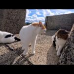 海辺の猫会議…パワハラ先輩猫に怒鳴られる若手猫、必死の耐え顔が切ない(YouTube)