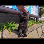猫島の港通りで出会った猫を撫でると他の猫もジワジワ集まってくる(YouTube)
