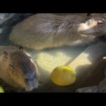 カピバラクリスマス capybara Xmas(YouTube)