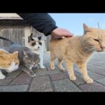 上機嫌でモフられていた猫軍団が喧嘩の怒号に震え上がる(YouTube)