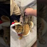 トナカイコスプレに興奮して襲ってしまうオス猫 #ベンガル #ルトロゼ #cat(YouTube)